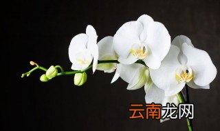 描写兰花的唯美句子 描写兰花的唯美句子有哪些