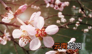 描写暮春的优美句子 描写暮春的优美诗句有哪些