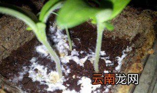 恶霉灵土壤消毒方法 恶霉灵给土壤消毒使用方法