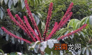 南方鸭脚木流蜜时间 鸭脚木什么时候开花