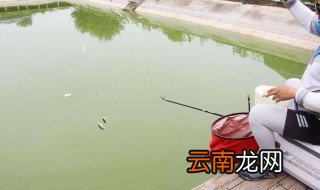 黑坑钓青鱼调漂方法 黑坑钓青鱼如何调漂