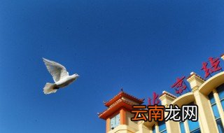 鸽子为什么能找到家 鸽子为什么会记住家的位置