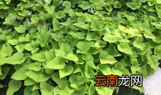 熬制钓鱼红薯膏的配方 什么鱼喜欢红薯味