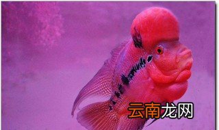 养红龙鱼禁忌 换水前后多久不能喂食