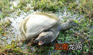 怎样钓野生甲鱼 水温多少适合
