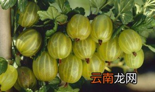 灯笼果什么人不能吃 不能怎么吃