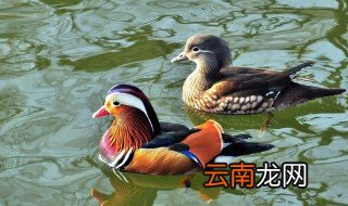鸳鸯最早用来比作什么 鸳鸯最早的寓意