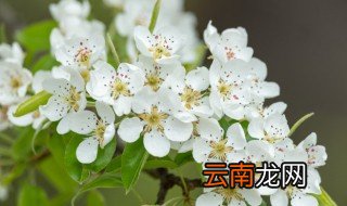 描写梨花的优美句子 描写梨花的优美句子精选