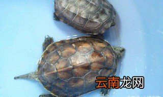 乌龟能听懂主人叫他吗 乌龟养久了会听得懂人说话吗