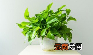 描写绿萝的优美句子 形容绿萝外形的句子