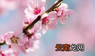 描写春天桃花的句子 表达春天桃花的经典句子