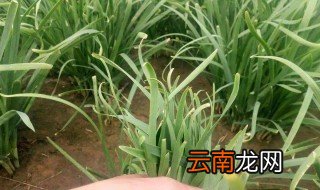 盆栽韭菜怎样施肥 施肥技巧告诉你