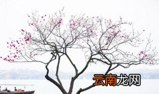 描写桃树的优美句子 形容桃树的唯美语句