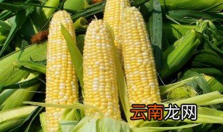 早上空腹能吃玉米吗 玉米是平性食物