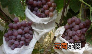葡萄如何套袋 怎样给葡萄套袋