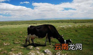奶牛怎么生小牛 奶牛是如何生小牛的