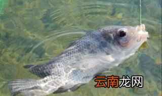 钓罗非饵料怎么配 让你一次钓个够