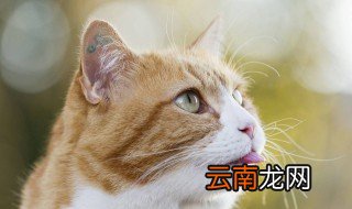 猫呕吐会自愈吗 有什么症状