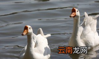 描写天鹅的优美句子 描写天鹅有哪些句子