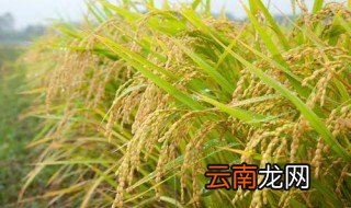 优质水稻品种 优质水稻品种有哪些
