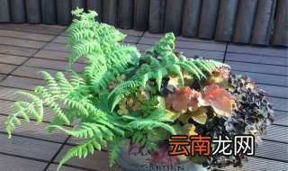 矾根的养殖方法 简单说明一下