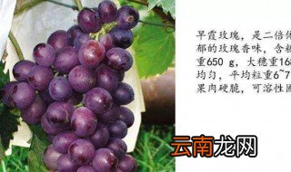 葡萄防裂果配方 怎么防治葡萄裂果