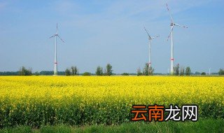 北方油菜最晚种植时间 大家不妨了解一下