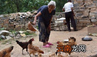 发酵养虫喂鸡配方 发酵养虫喂鸡有什么方法