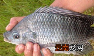 钓罗非绝招 如何钓罗非鱼