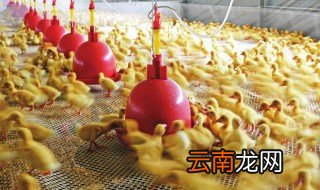 养鸭网床制作 养鸭网床的制作方法