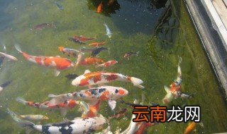 养鱼高手的消毒方法 养鱼高手的消毒方法教程