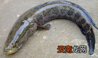 黑鱼养殖利润和成本 具体怎么计算