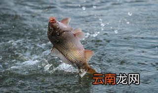 眉山哪里可以钓鱼 钓鱼地点