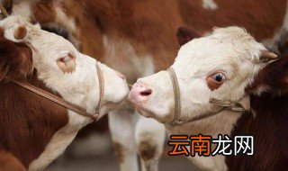 母牛不打栏怎么办 教你两个妙招