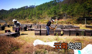 新手养蜂十一忌 十一忌有哪些？