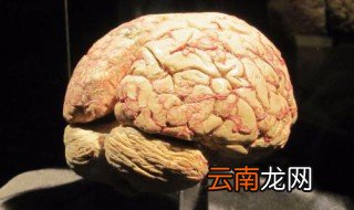 世界脑王排名 最强大脑排行