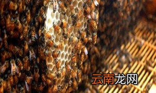 养蜂绝密技巧 各个都很关键