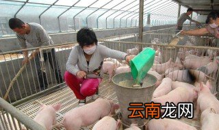 小户散养猪户有什么政策 散养猪户国家政策规定