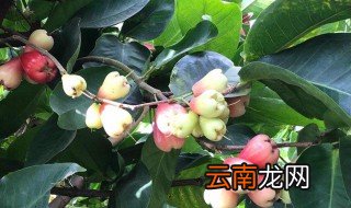 牛奶莲雾种植方法 牛奶莲雾种植的详细步骤