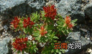 红景天适合什么人吃 你需要吃吗