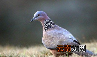 养殖斑鸠一年多少窝 斑鸠有哪些种类