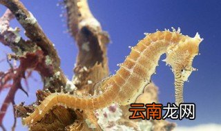 吃海马的禁忌 你必须得了解