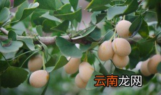 白果与什么不能同吃 给大家介绍这三种