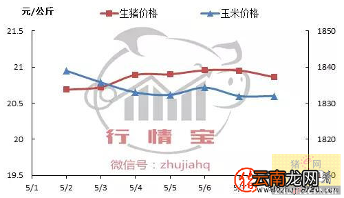 猪价给有上涨的机会了 猪价上涨受阻