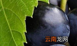 乙烯利打葡萄多久上色 葡萄上用乙烯利着色多少天用一次