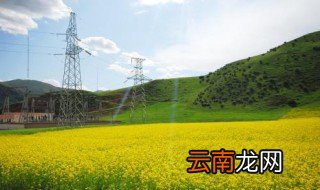 油菜的种植时间 你知道吗