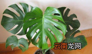 玄关放龟背竹好不好 大家可以了解一下