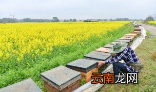养十箱中蜂一年收入 下面我们就一起来看一看
