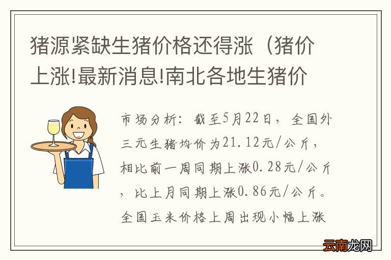 猪价上涨!最新消息!南北各地生猪价格,陆续走高! 猪源紧缺生猪价格还得涨