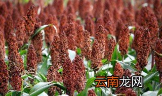 高梁的种植方法 你要了解
